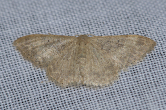 Geometridae