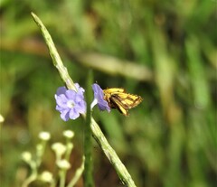 Ampittia dioscorides