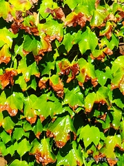 Parthenocissus tricuspidata