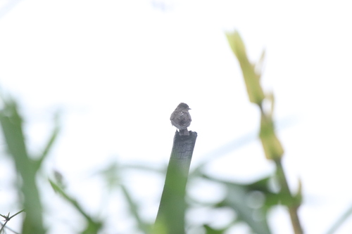 Ussher's Flycatcher (Artomyias ussheri), photo 9