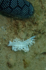 Tritoniopsis elegans