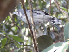 Thamnophilus ambiguus