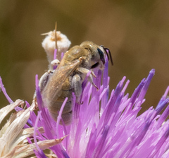 Halictus pollinosus
