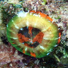 Homophyllia australis