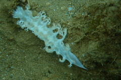Tritoniopsis elegans