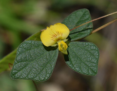 Dunbaria punctata