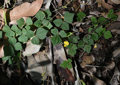 Dunbaria punctata