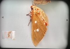 Tinolius eburneigutta