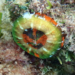 Homophyllia australis