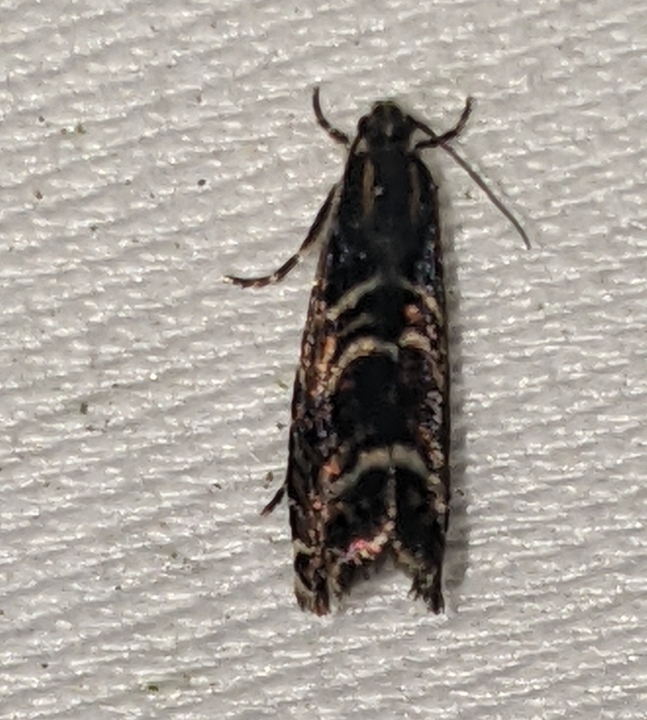 Psychedelic Young Moth