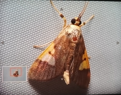 Nosophora