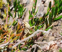 Chorthippus brunneus