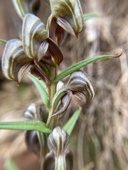 Pterostylis sanguinea