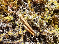 Chorthippus brunneus