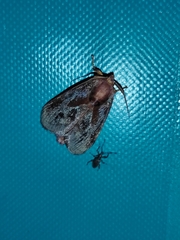 Phocoderma