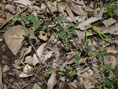 Pycnospora lutescens