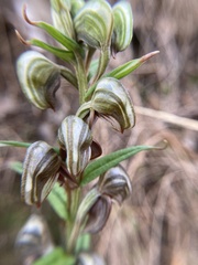 Pterostylis sanguinea