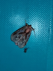 Phocoderma