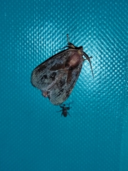 Phocoderma