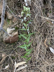 Pterostylis sanguinea