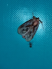 Phocoderma
