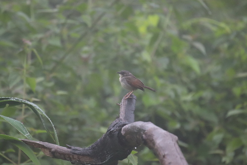 Whistling Cisticola (Cisticola lateralis), photo 9