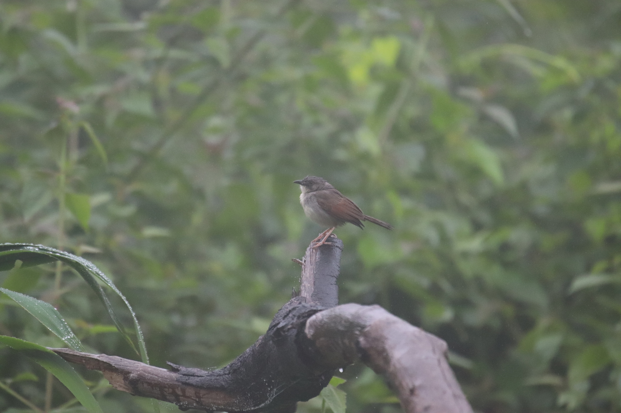 Whistling Cisticola (Cisticola lateralis)