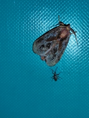 Phocoderma