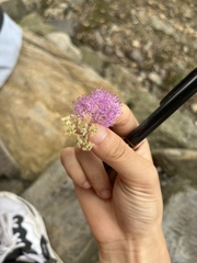 Callicarpa formosana