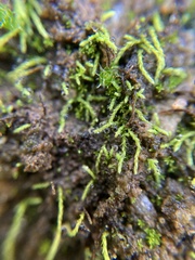 Bryophyta