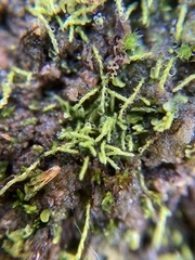 Bryophyta