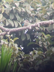 Halcyon senegalensis