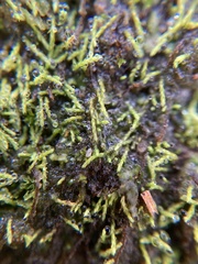 Bryophyta