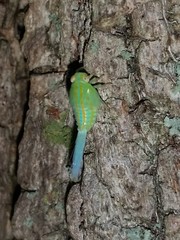 Aplos simplex
