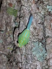 Aplos simplex