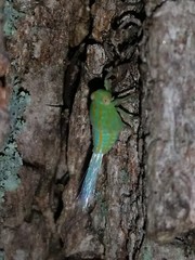 Aplos simplex