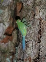 Aplos simplex