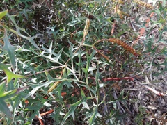 Grevillea synapheae synapheae