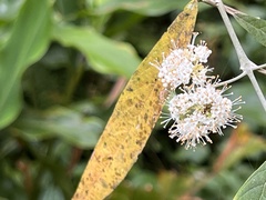 Callicarpa hypoleucophylla