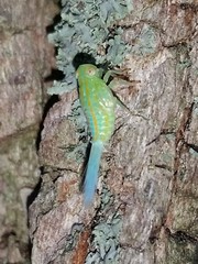 Aplos simplex