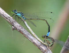 Ischnura damula