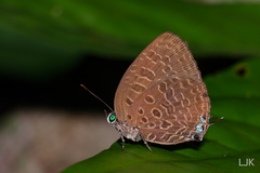 Arhopala pseudomuta