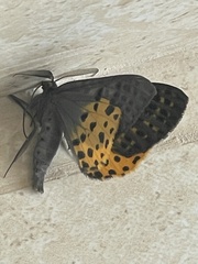 Lepidoptera