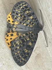 Lepidoptera
