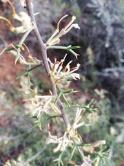 Hakea erinacea