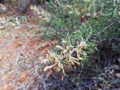 Hakea erinacea