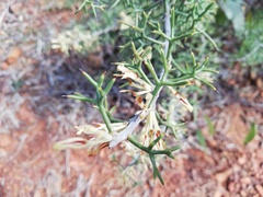 Hakea erinacea