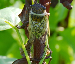 Diceroprocta marevagans