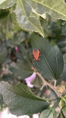 Pyrrhopeplus posthumus