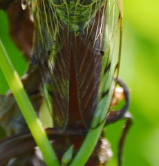 Diceroprocta marevagans